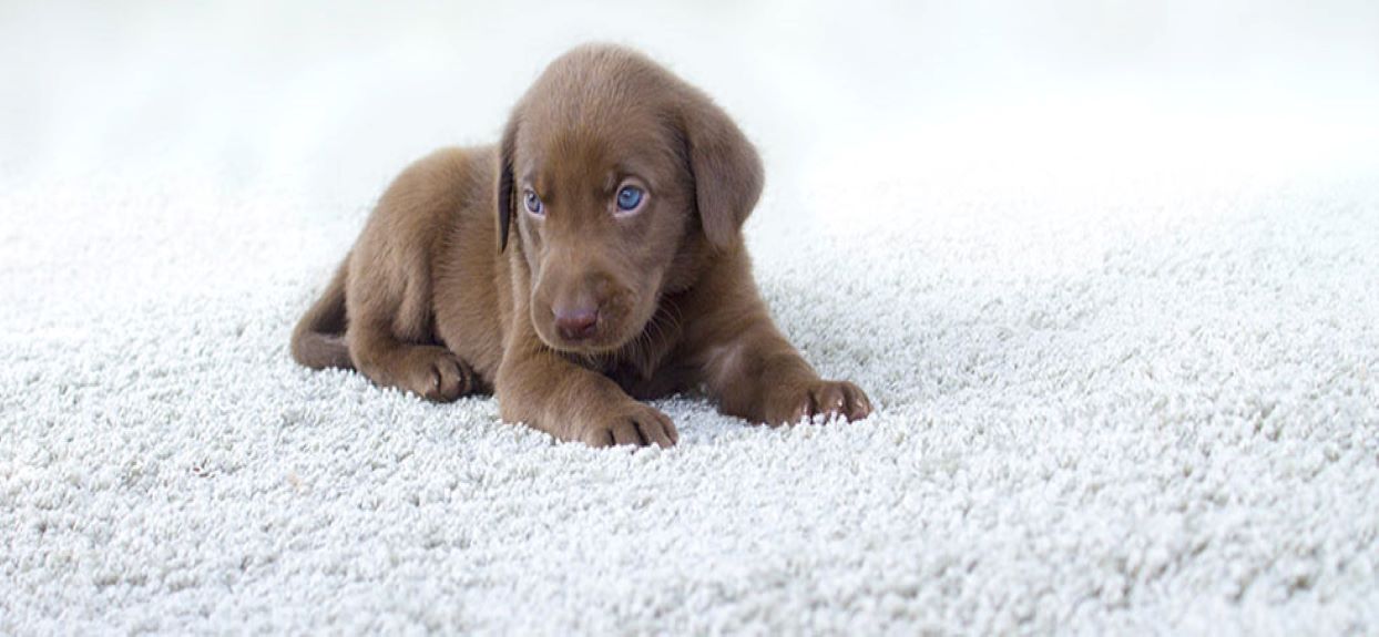 Πώς θα επιλέξετε ένα Pet Friendly χαλί για τον χώρο σας;